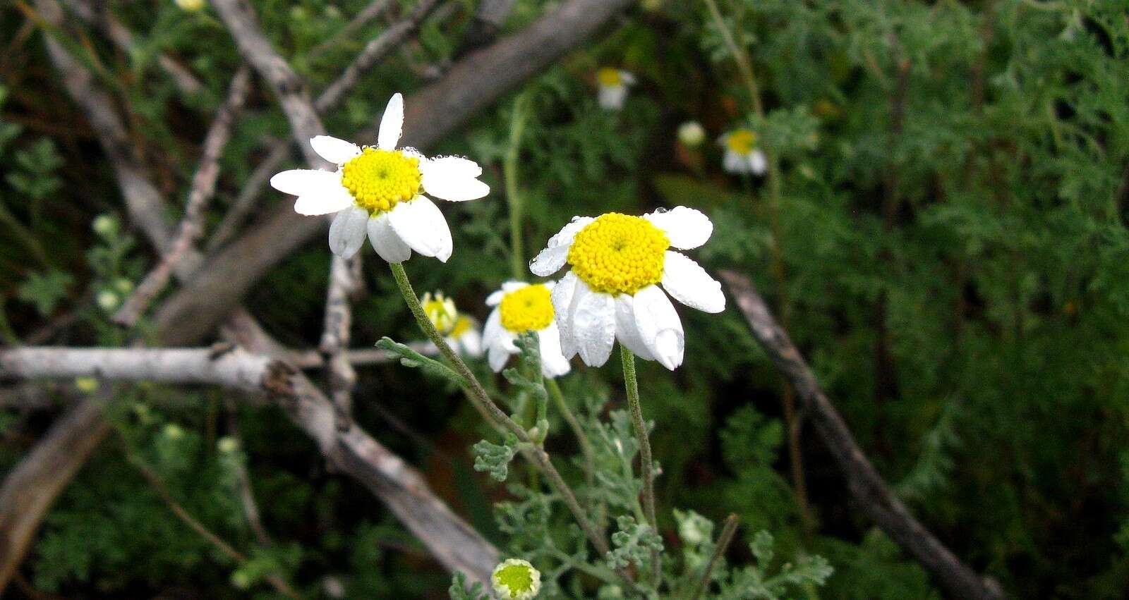 صورة Anthemis mauritiana subsp. faurei (Maire) C. Oberprieler