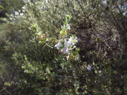Image of Westringia cheelii Maiden & Betche