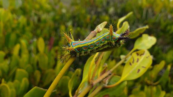 Image of Calcarifera