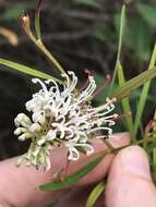 Imagem de Grevillea linearifolia (Cav.) Druce