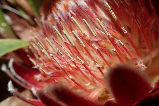 Image of Protea caespitosa Andr.