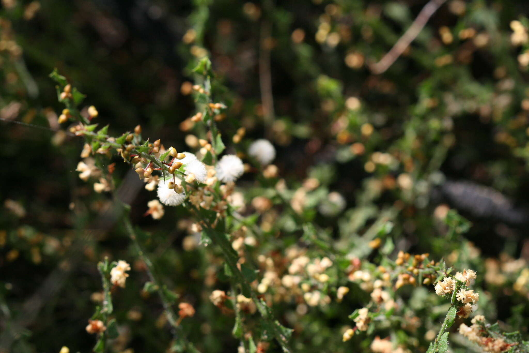 Слика од Acacia biflora R. Br.