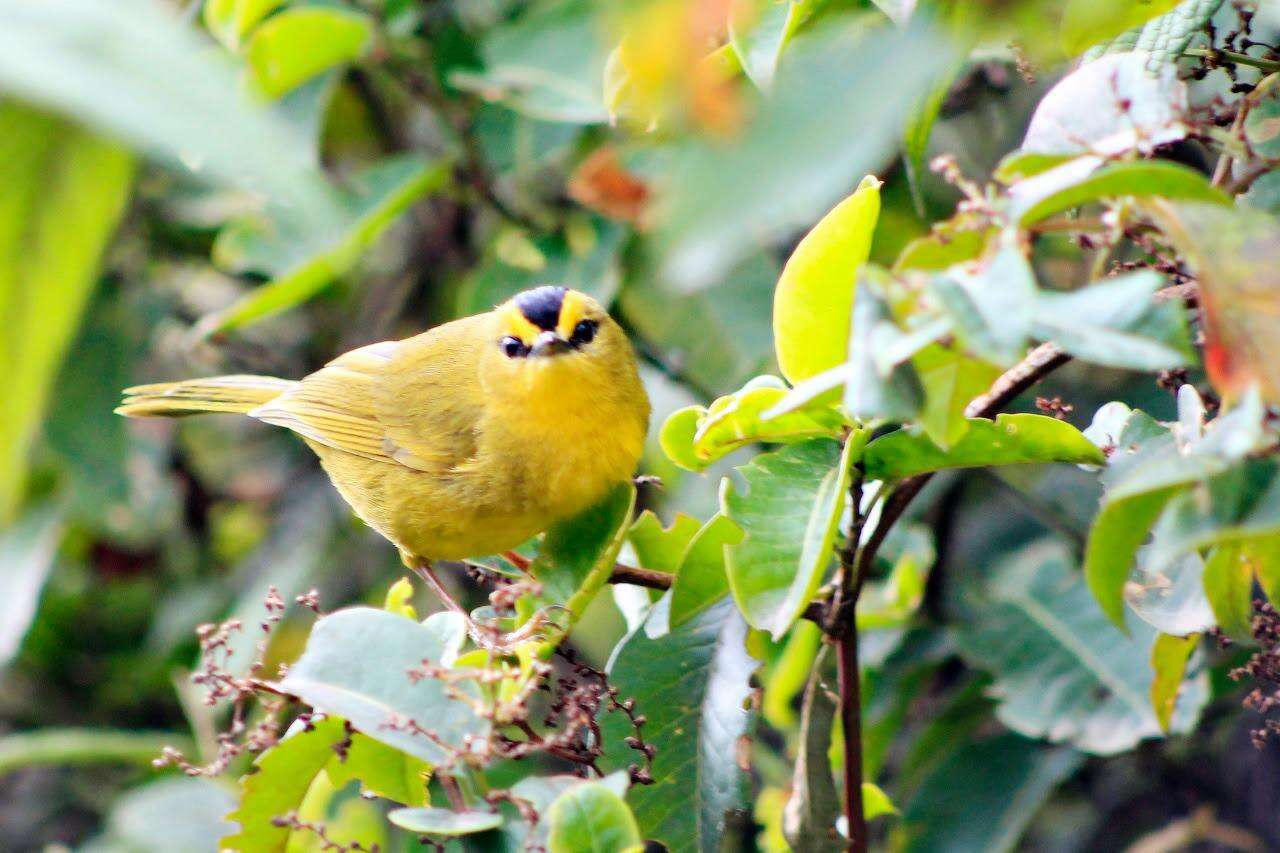 Image of Black-crested Warbler