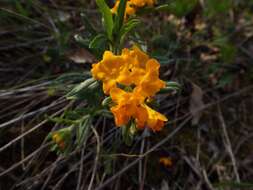 Image of hoary puccoon