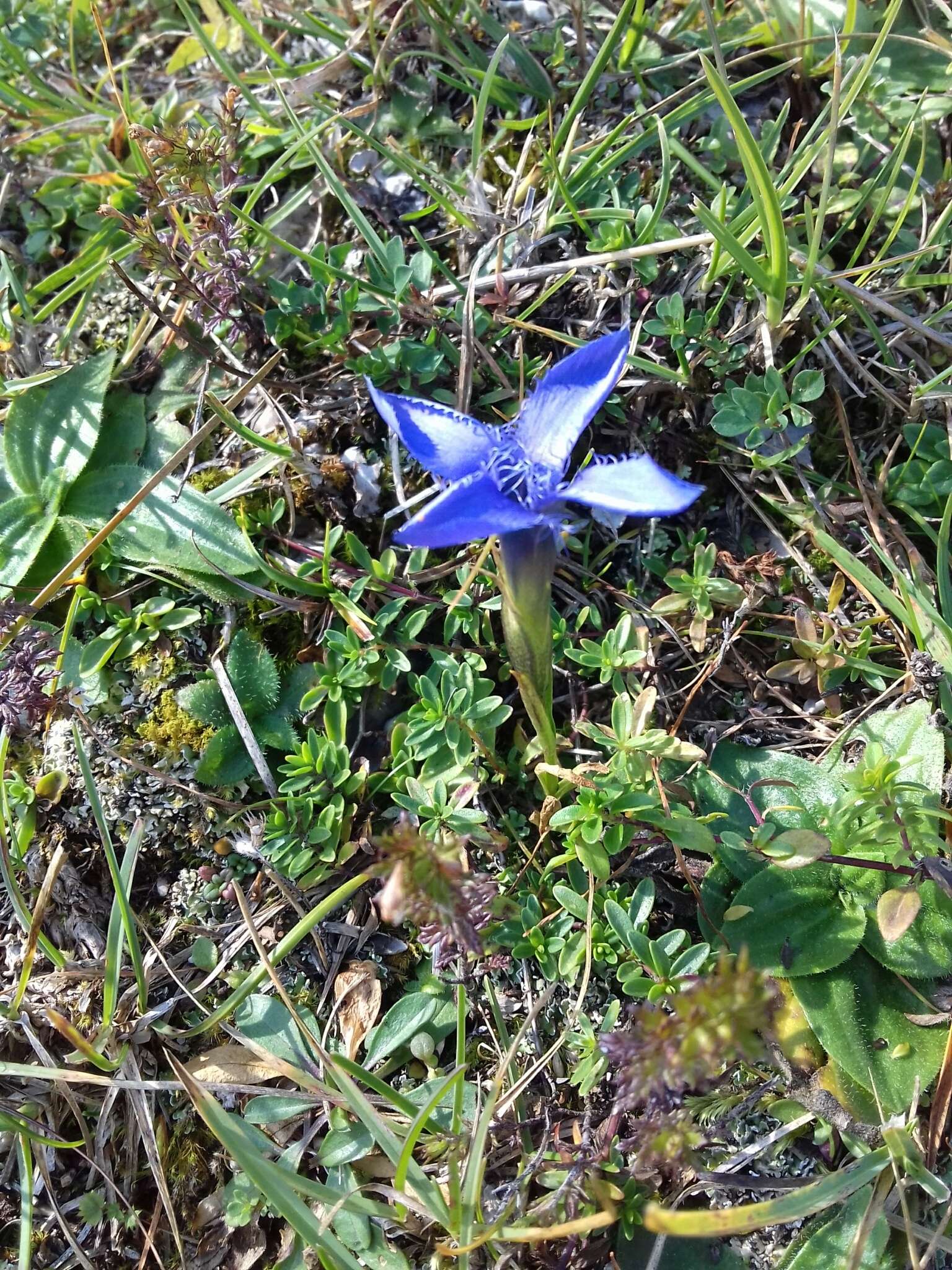 Gentianopsis ciliata (L.) Ma的圖片