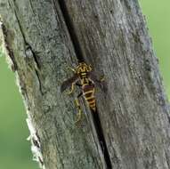 Image de Polistes cubensis Lepeletier 1836