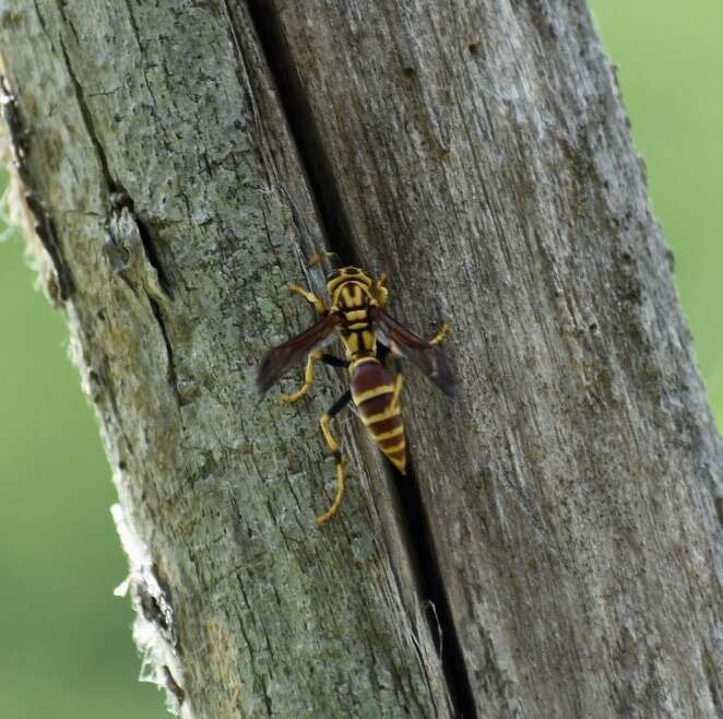 Image de Polistes cubensis Lepeletier 1836