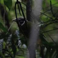 Image of Black-eared Catbird