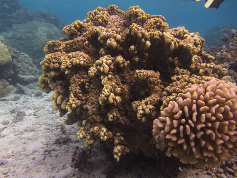 Слика од Millepora exaesa Forsskål 1775