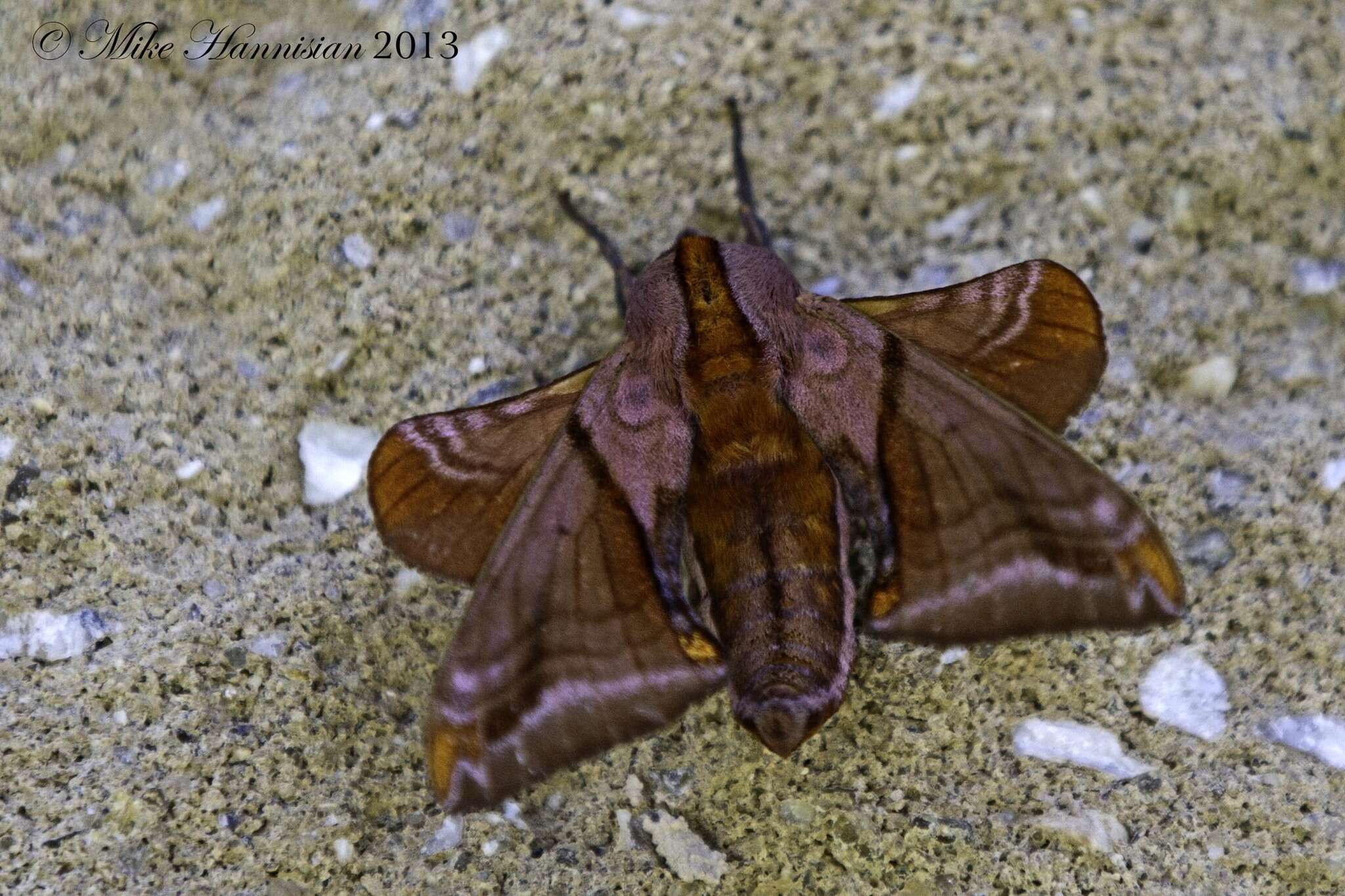 Image of Huckleberry Sphinx