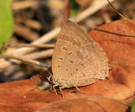 Plancia ëd Arhopala atrax (Hewitson 1862)