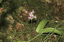 Galearis rotundifolia (Banks ex Pursh) R. M. Bateman resmi