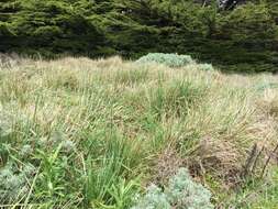 Image of Pacific reedgrass