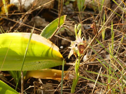 Image of Ophrys fuciflora subsp. apulica O. Danesch & E. Danesch