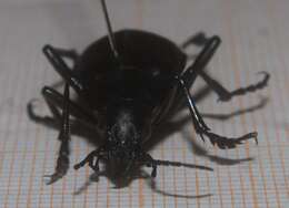 Imagem de Calosoma (Carabosoma) peregrinator Guérin-Méneville 1844