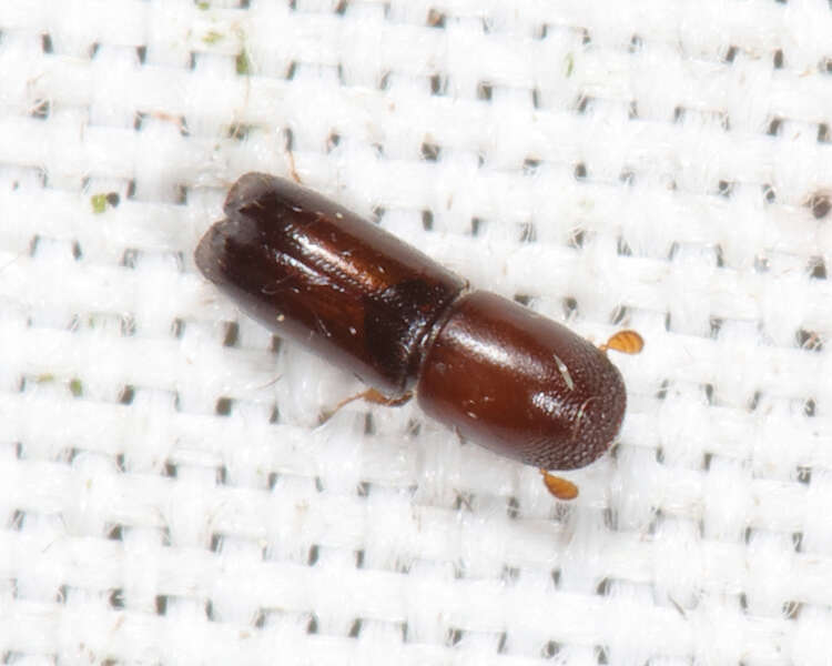 Image of Bark beetle