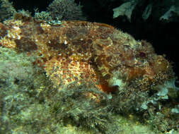 Image of Bigscale Scorpionfish