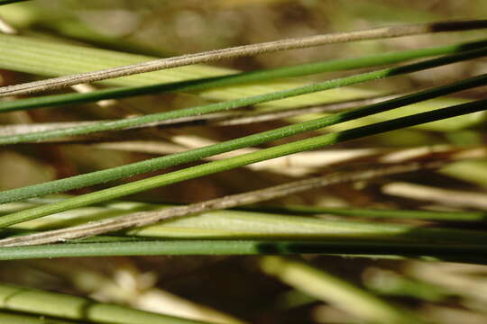 Image of Stipa pontica P. A. Smirn.