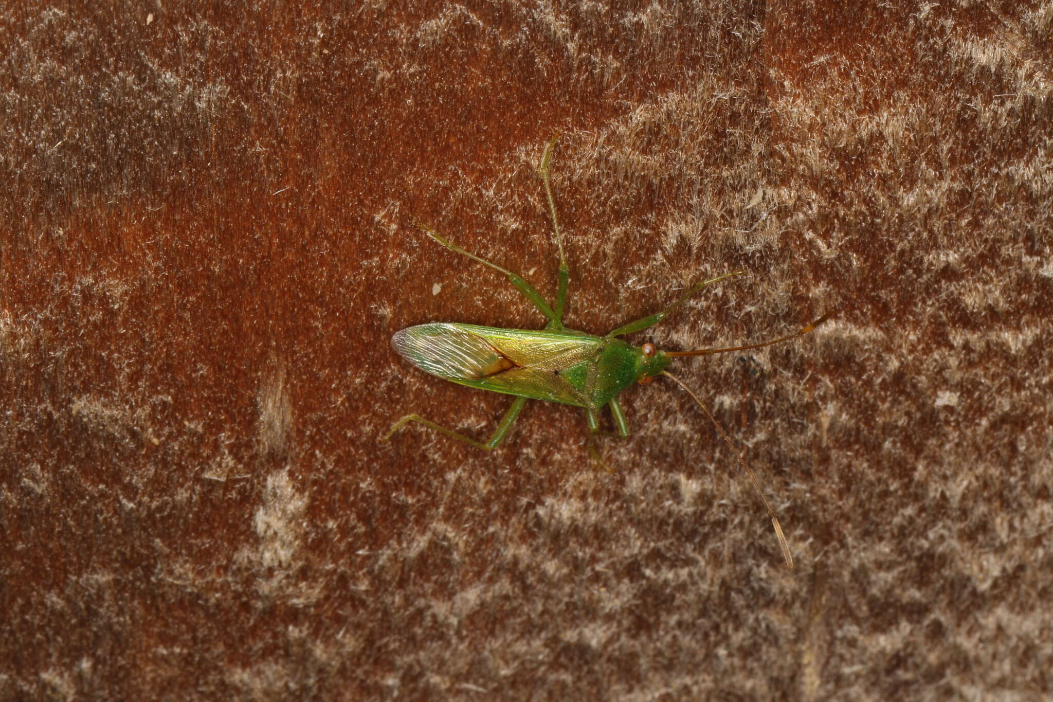 Image of Amblypelta nitida Stål 1873