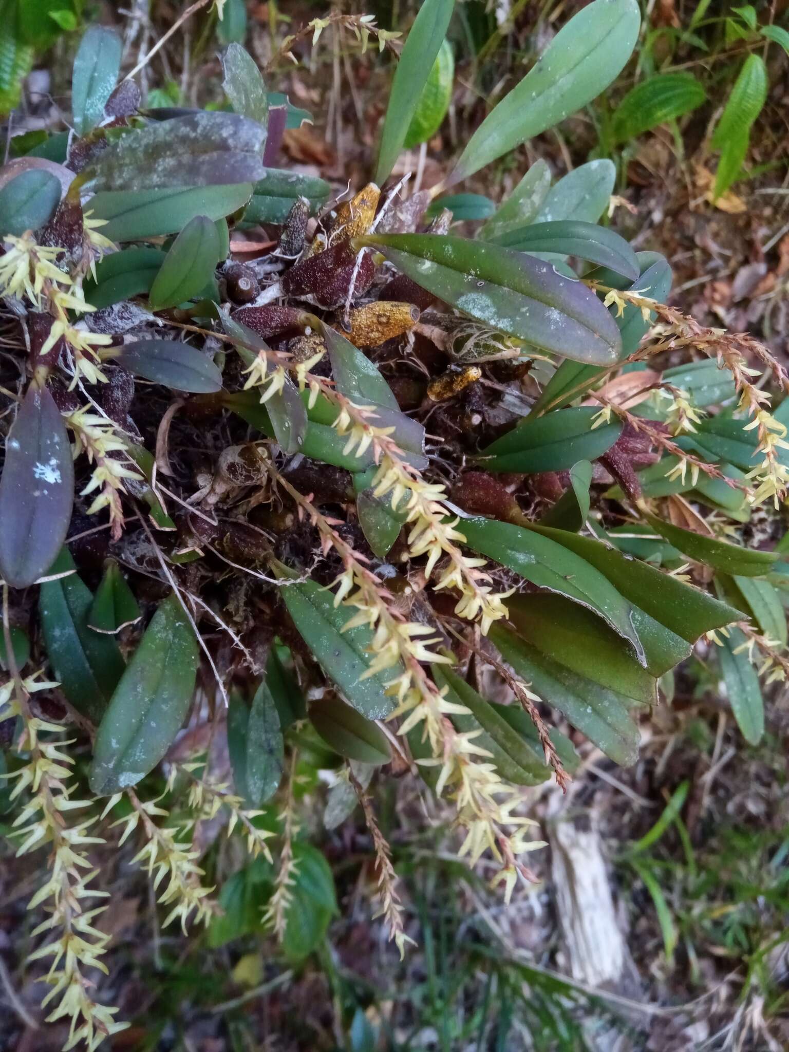 Слика од Bulbophyllum baronii Ridl.