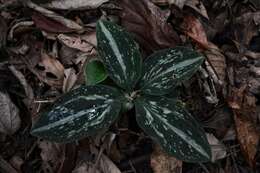 Image of Sarcoglottis schaffneri (Rchb. fil.) Ames