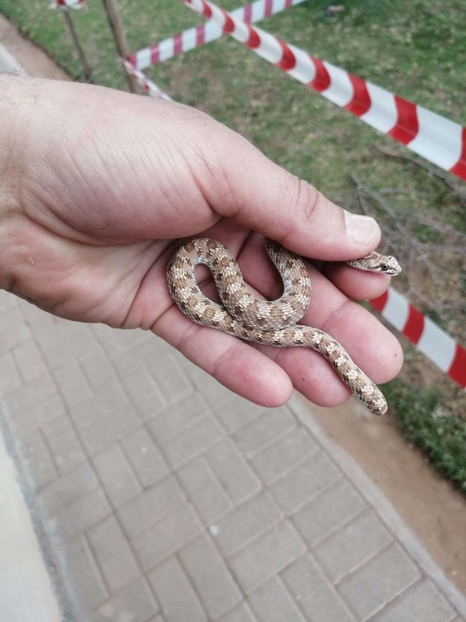 Image of Dwarf Beaked Snake