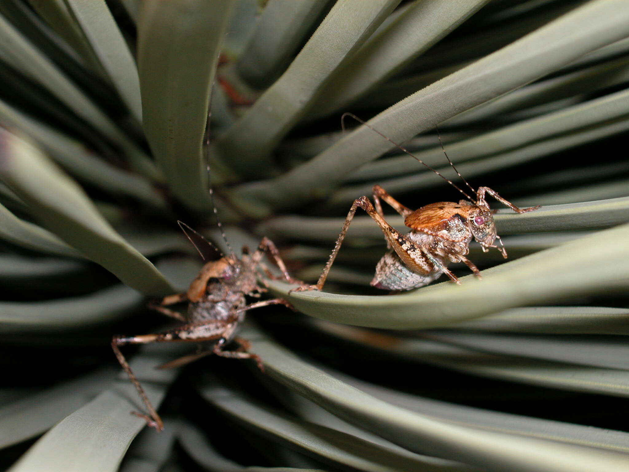 Image of Neduba castanea (Scudder & S. H. 1899)