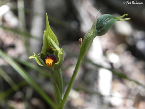 Image of Bipinnula volkmannii Kraenzl.