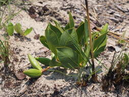 Image of Raphionacme michelii De Wild.