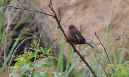 Image of African Firefinch