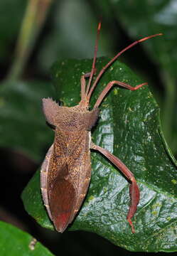 Image of Prionolomia gigas Distant 1879