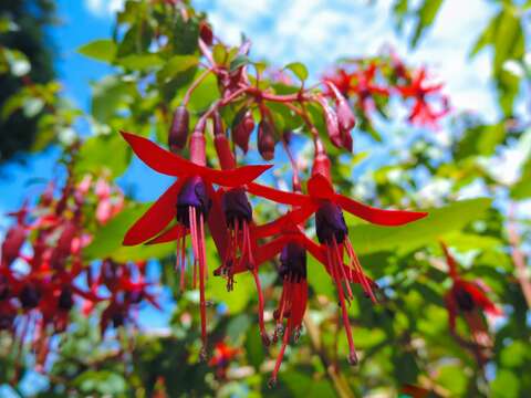 Image of hardy fuchsia