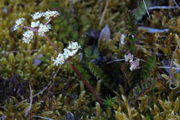 Imagem de Anisotome aromatica Hook. fil.