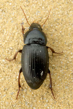 Image de Harpalus (Harpalus) flavicornis Dejean 1829