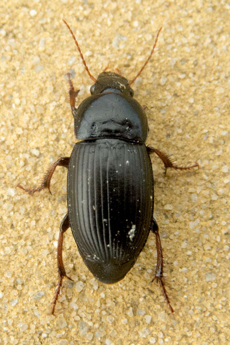 Image de Harpalus (Harpalus) flavicornis Dejean 1829