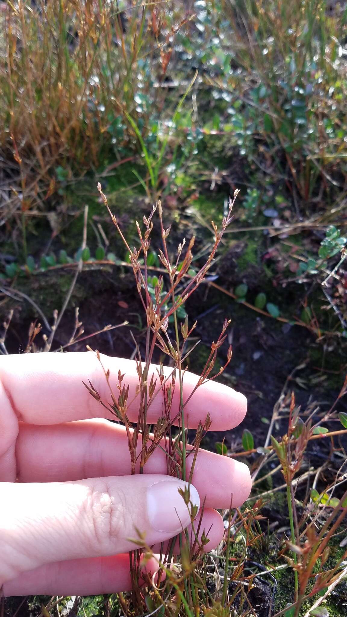 Image of brownfruit rush