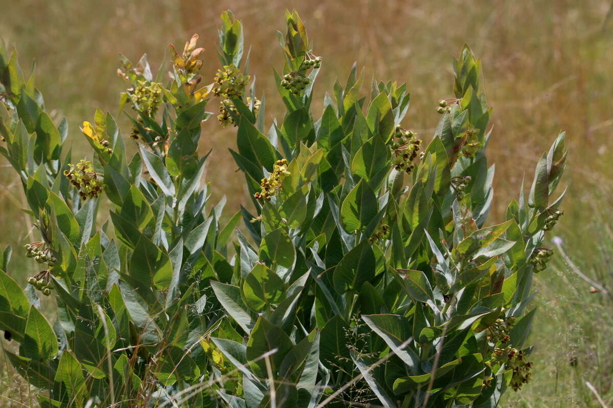 Sivun Asclepias glaucophylla (Schltr.) Schltr. kuva