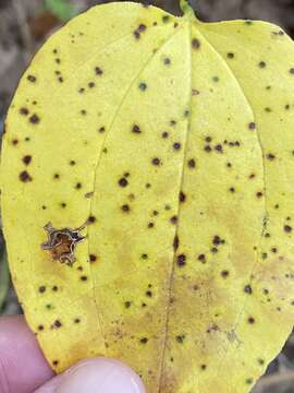 Image of Pseudocercospora smilacicola U. Braun 2014