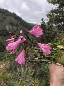 Image of Bejaria infundibula S. E. Clemants