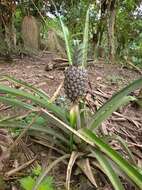 Image of Pineapples