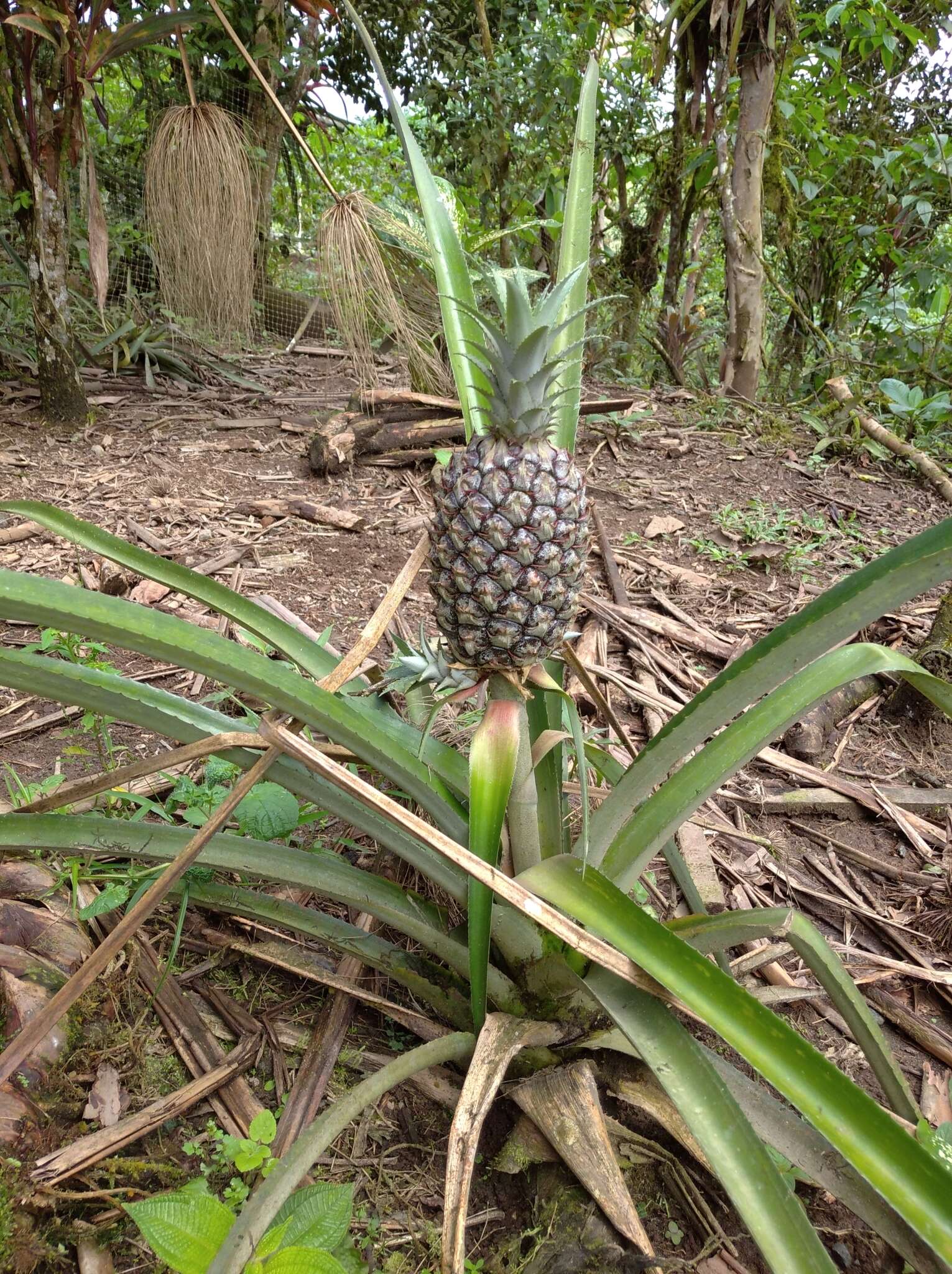 Image of Pineapples