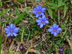 صورة Gentiana arisanensis Hayata