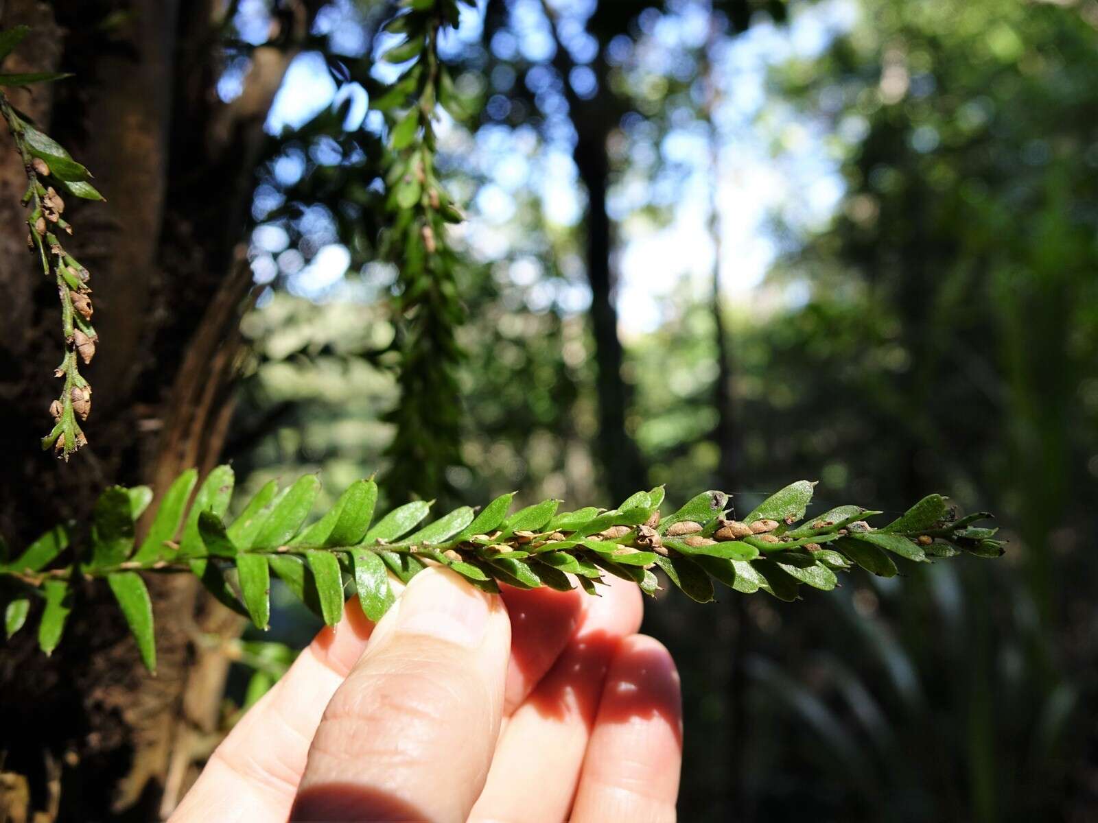 Image of Tmesipteris tannensis (Spreng.) Bernh.