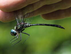 Image of Zygonyx viridescens (Martin 1900)