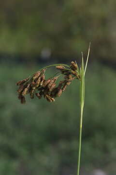 Imagem de Scirpus pendulus Muhl.