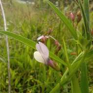 Image of Bithynian vetch