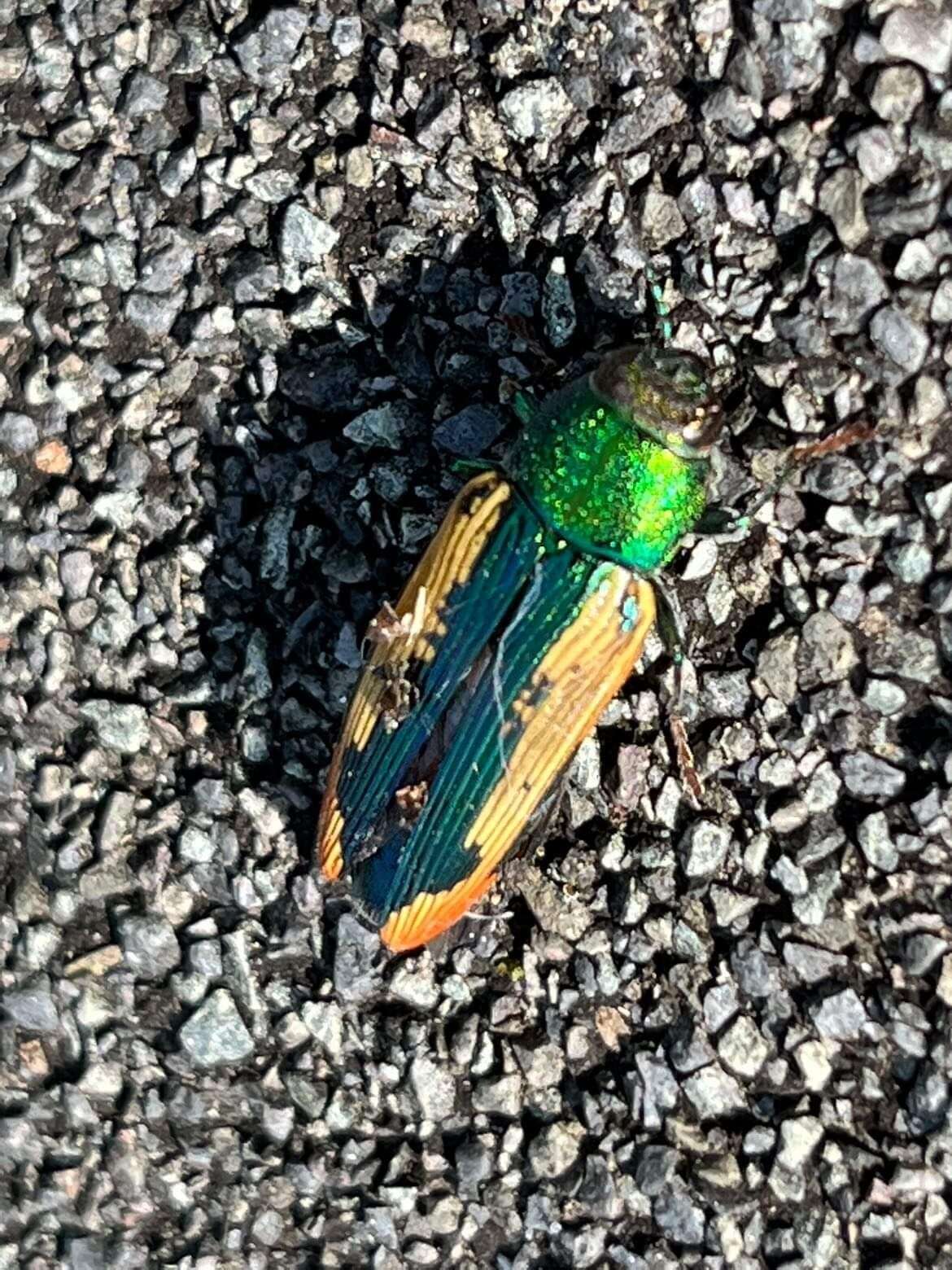 Image of Buprestis viridisuturalis Nicolay & Weiss 1918