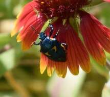 Image of Anchor Stink Bug