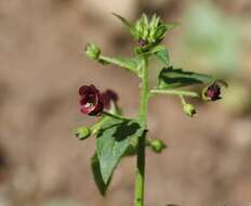 Imagem de Scrophularia peregrina L.