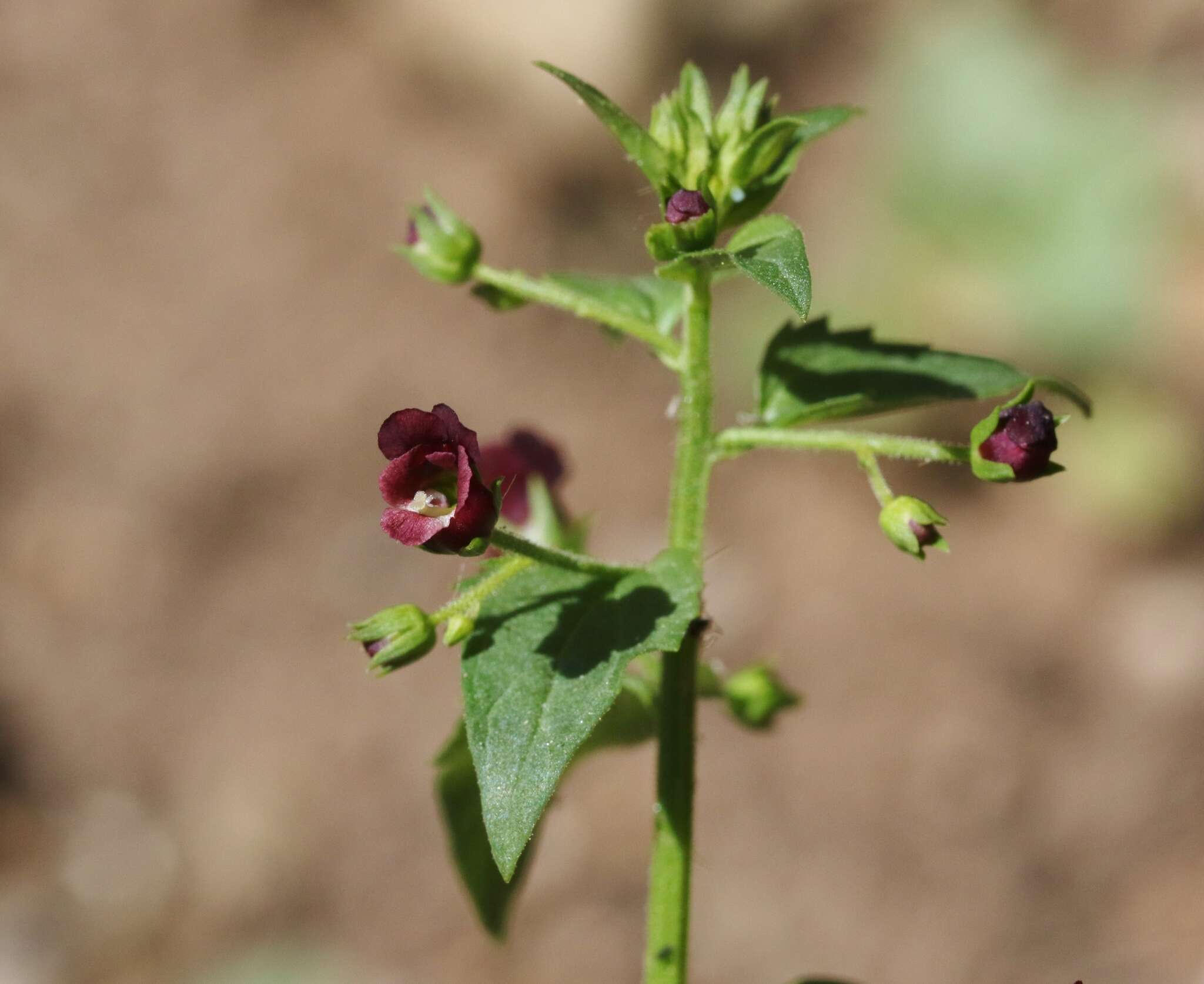 Imagem de Scrophularia peregrina L.